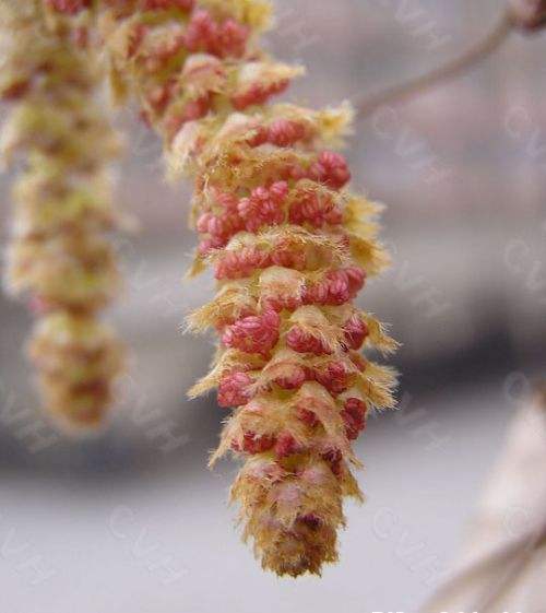 果樹(shù)苗木,入秋以后可栽種哪些樹(shù)苗？